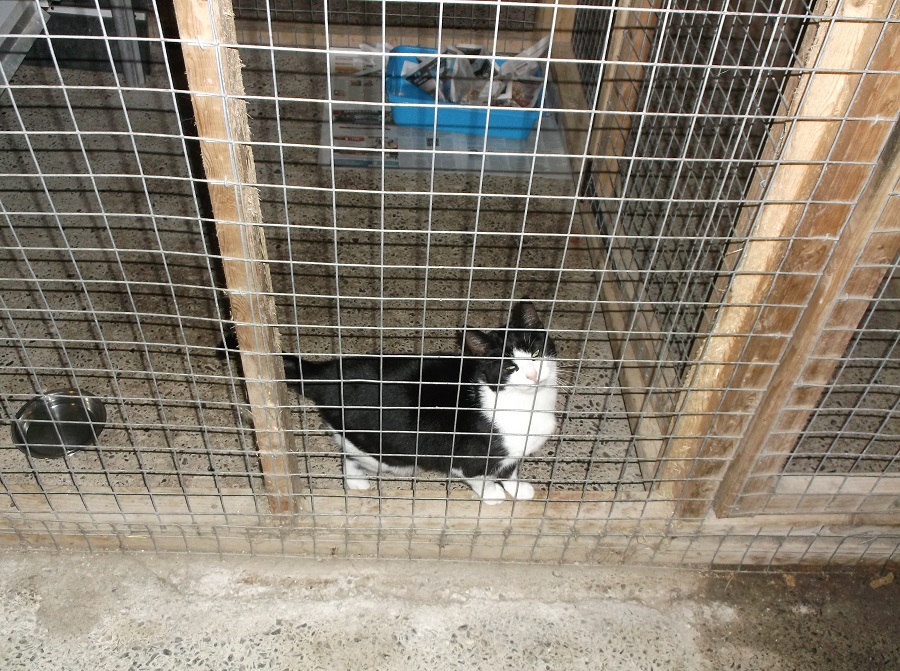 image of cat