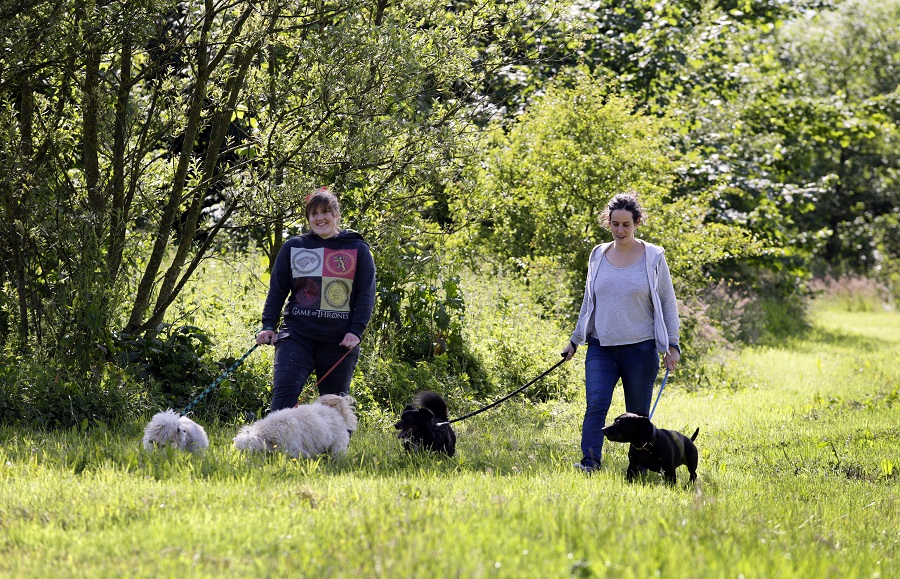 image of dog walking