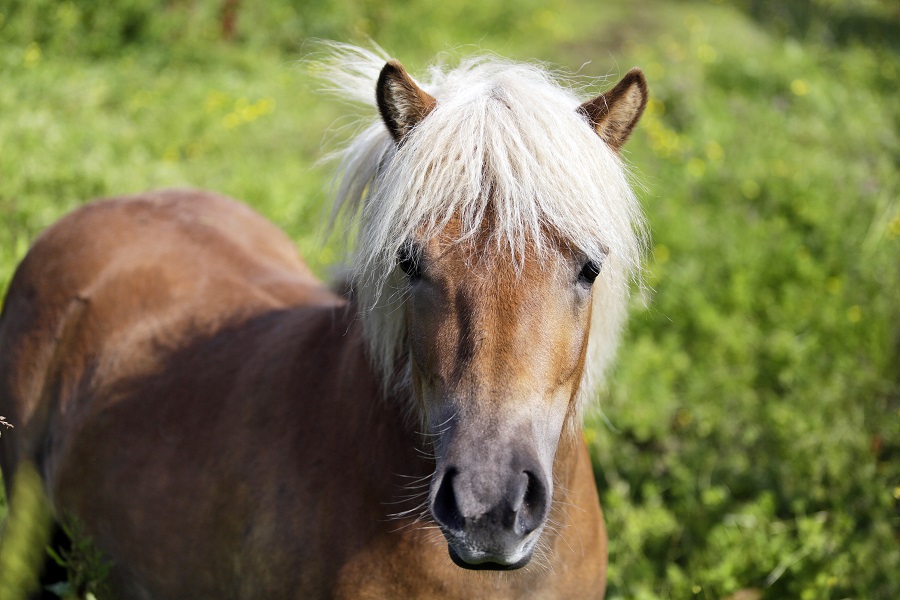 image of horse