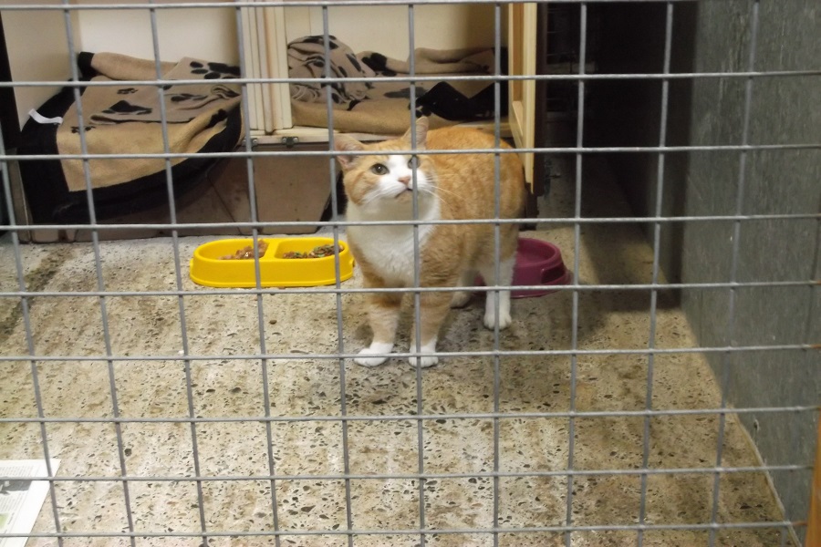 image of cat