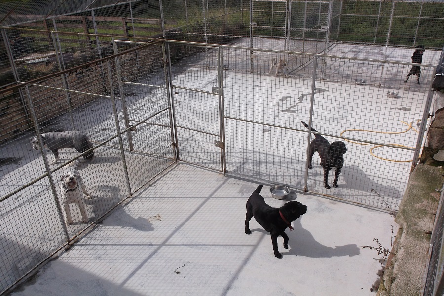 image of animal run