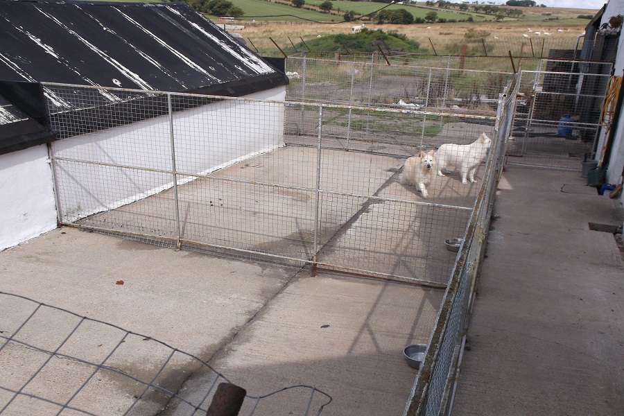 image of animal run