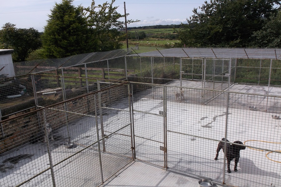 image of animal run