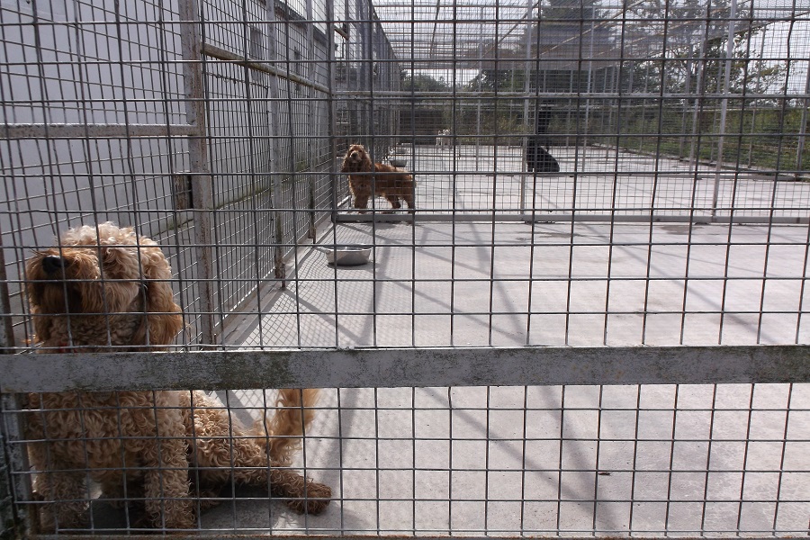 image of animal run