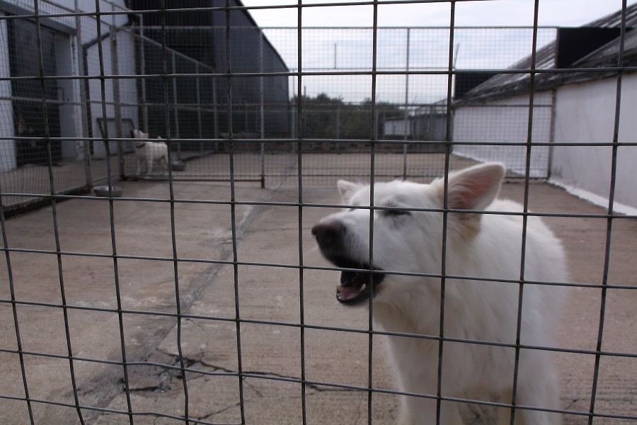 image of animal run